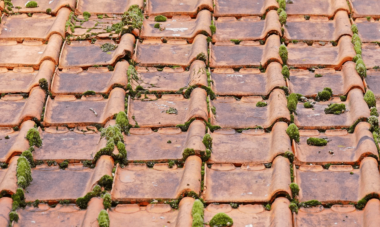 démoussage de toiture