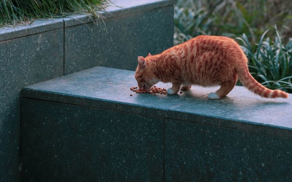 croquettes pour chats